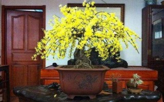 迎春花冬天要放到室內(nèi)嗎，北方建議放室內(nèi)養(yǎng)殖
