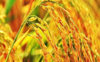 錦兩優(yōu)816水稻品種的特性，3月22日左右播種