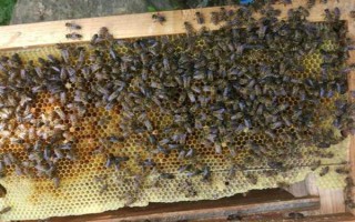 冬天如何對(duì)蜜蜂飼喂糖水，在飼喂器中添加糖漿再放入蜂箱中即可