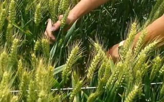 種麥的最佳溫度，冬性小麥的適宜播種溫度為16-18°C