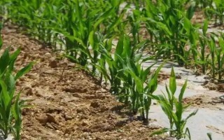 并單39玉米品種的特性，適宜播期4月下旬至5月上旬