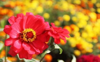 太陽花的花語，寓意向往光明、沉默的愛等