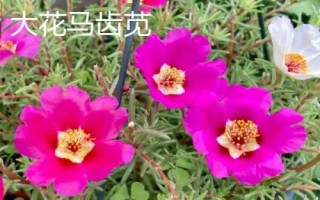種植馬齒莧常見品種，繁殖方式包括播種和扦插