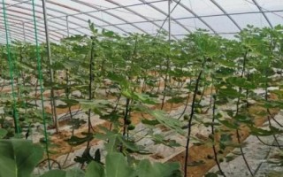 栽培無花果的要點，幼苗期要做好摘心打頂工作
