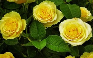 金玫瑰有什么花語(yǔ)，代表愛(ài)情、親情和友情