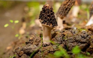 種植1畝羊肚菌需要多少成本，成本大約10000元左右