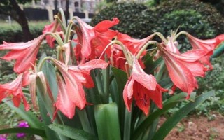 朱頂紅休眠期間的管理技術(shù)，室溫應(yīng)保持在5℃-10℃