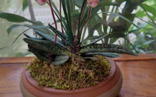 帶葉兜蘭的花期，花期在春季4-5月之間