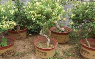 金銀花適合在哪里種植，適合種植在山坡灌叢或疏林中