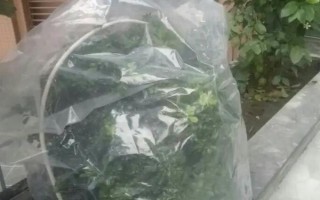 如何在家種植石斛，把枝條插入土中并澆水覆土