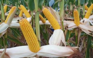 東禹108玉米品種的特性，4月下旬至5月上旬播種
