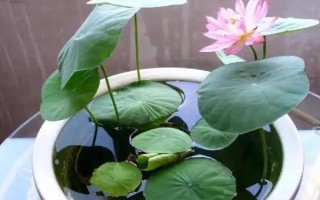 怎么在缸里養(yǎng)荷花，將它放到光照條件比較好的地方養(yǎng)護