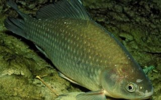 釣獲的鯽魚喂什么東西，一般可飼喂動(dòng)物性飼料