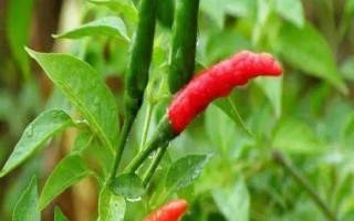 辣椒不長(zhǎng)芽的原因及解決方法，種子質(zhì)量不高、土壤板結(jié)等都會(huì)導(dǎo)致