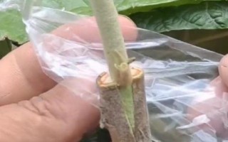枇杷樹什么時(shí)候嫁接好，春秋季的晴天嫁接為宜