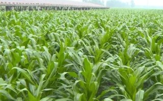 先玉1786玉米種子介紹，注意播種質(zhì)量