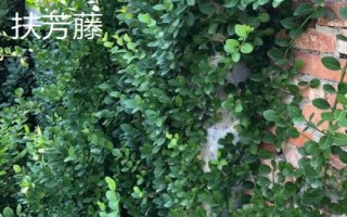 農(nóng)民種什么樹比較有前景，皂角樹、速生法桐、紅葉石楠等樹種均可選擇