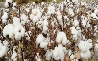 川彩棉4號棉花品種的特性，生育期130天