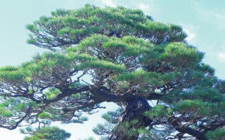 現在種植什么樹能賺錢，可種植彩葉樹種、喬木類等