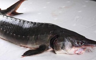 鰉魚介紹，屬于鱘科、鱘屬、達(dá)氏鰉種動物