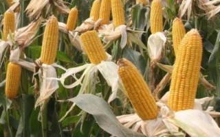利合721玉米品種的特性，5月中上旬播種