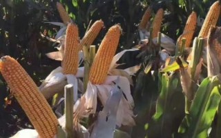 永優(yōu)1573玉米種子特征特性，該品種為高淀粉玉米品種