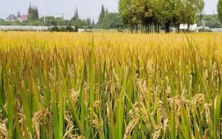 陜農(nóng)優(yōu)206水稻種子簡介，后期注意防治稻縱卷葉螟