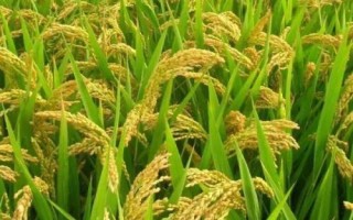 全兩優(yōu)鄂豐絲苗水稻品種簡介，生育期132.2天