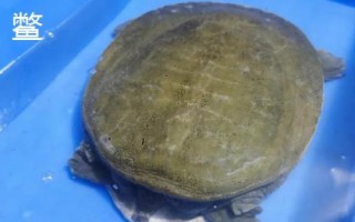 烏龜、王八、甲魚、鱉的區(qū)別，王八是烏龜和甲魚的統(tǒng)稱而甲魚是鱉的俗稱