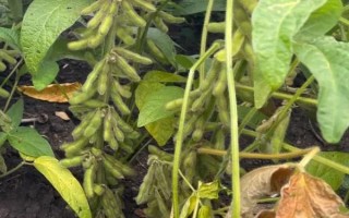 衢鮮3號大豆種子特征特性，每畝種植密度1.2萬株