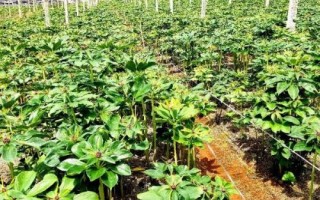 重樓種植誤區(qū)，避免選錯土壤、種植時間和管理方式
