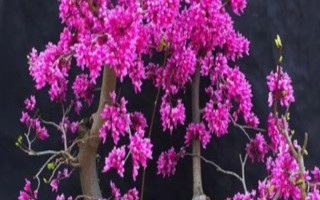 紫荊花秋季能修剪嗎，天氣暖和適合修剪