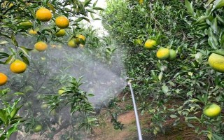 柑橘煤污病的發(fā)病特點(diǎn)，在葉片、枝梢及果實(shí)的表面有黑色的煤污斑