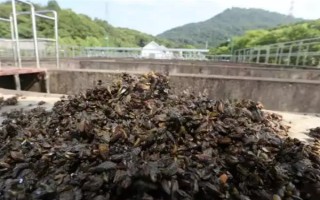 海瓜子怎么養(yǎng)殖，排干水塘再將種苗均勻撒在塘面上