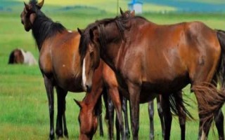 三河馬是什么馬，是優(yōu)良的乘挽兼用型馬
