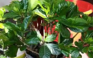 梔子花春天的養(yǎng)殖方法，春天要讓其有充足的水肥