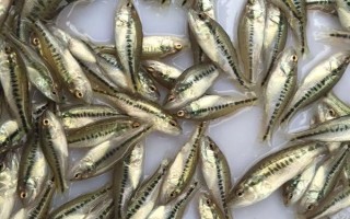 加州鱸魚水花如何養(yǎng)殖，放苗之前要檢測水中的微生物數(shù)量