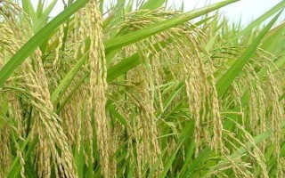 盛粳5號水稻品種的特性，4月15日播種