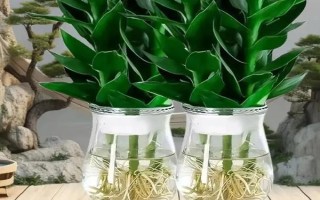 觀音竹水培方法，使用的水越純凈越好