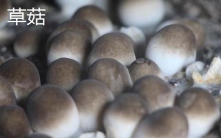 南方適合種植哪些菇類，竹蓀、黑木耳、草菇等