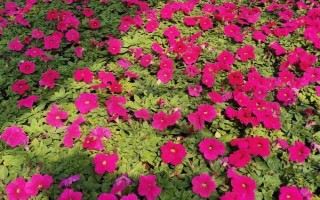 牽牛花有哪幾種顏色，有緋紅、桃紅、紫色等