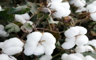新彩棉19號棉花品種簡介，生育期131天左右