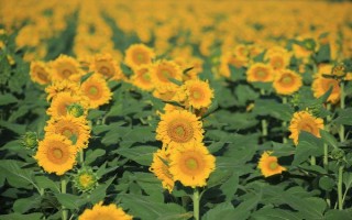 哪些花卉在正月開放，有梅花、水仙花、蟹爪蘭等品種