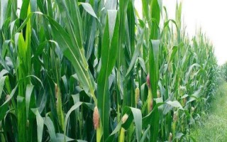 齊單703玉米種子介紹，比對(duì)照品種鄭單958早1天