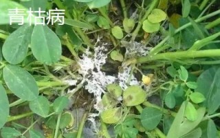 花生中后期常見的四種病害及防治方法，不同病害的防治方法不同
