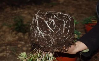 哪里有玫瑰花種植基地，基地在河北或者山東等地