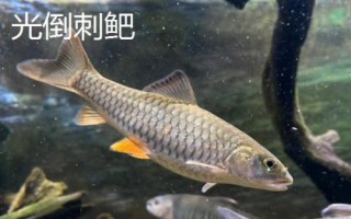 中華倒刺鲃與光倒刺鲃?dòng)惺裁磪^(qū)別，中華倒刺鲃的體態(tài)近似鯉魚(yú)