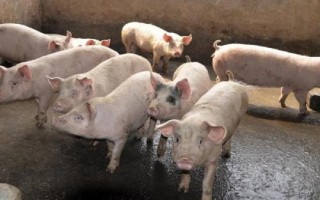 怎么防治豬口蹄疫，需避免在疫情發(fā)生區(qū)購買種豬