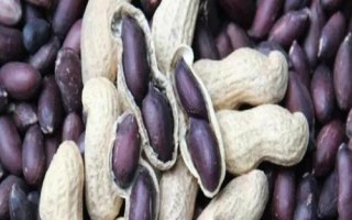 黑花生為什么無人大量種植，因?yàn)槠洚a(chǎn)量低且出油率不高