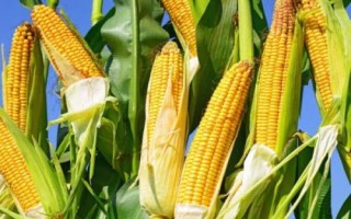 足玉8206玉米種子簡(jiǎn)介，平均生育期138天